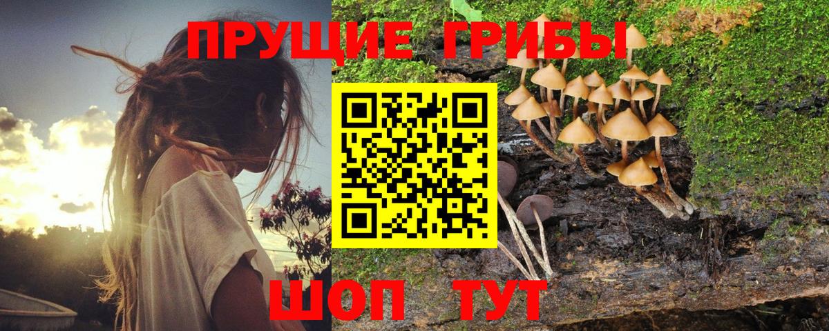 Псилоцибиновые грибы Psilocybe Сочи